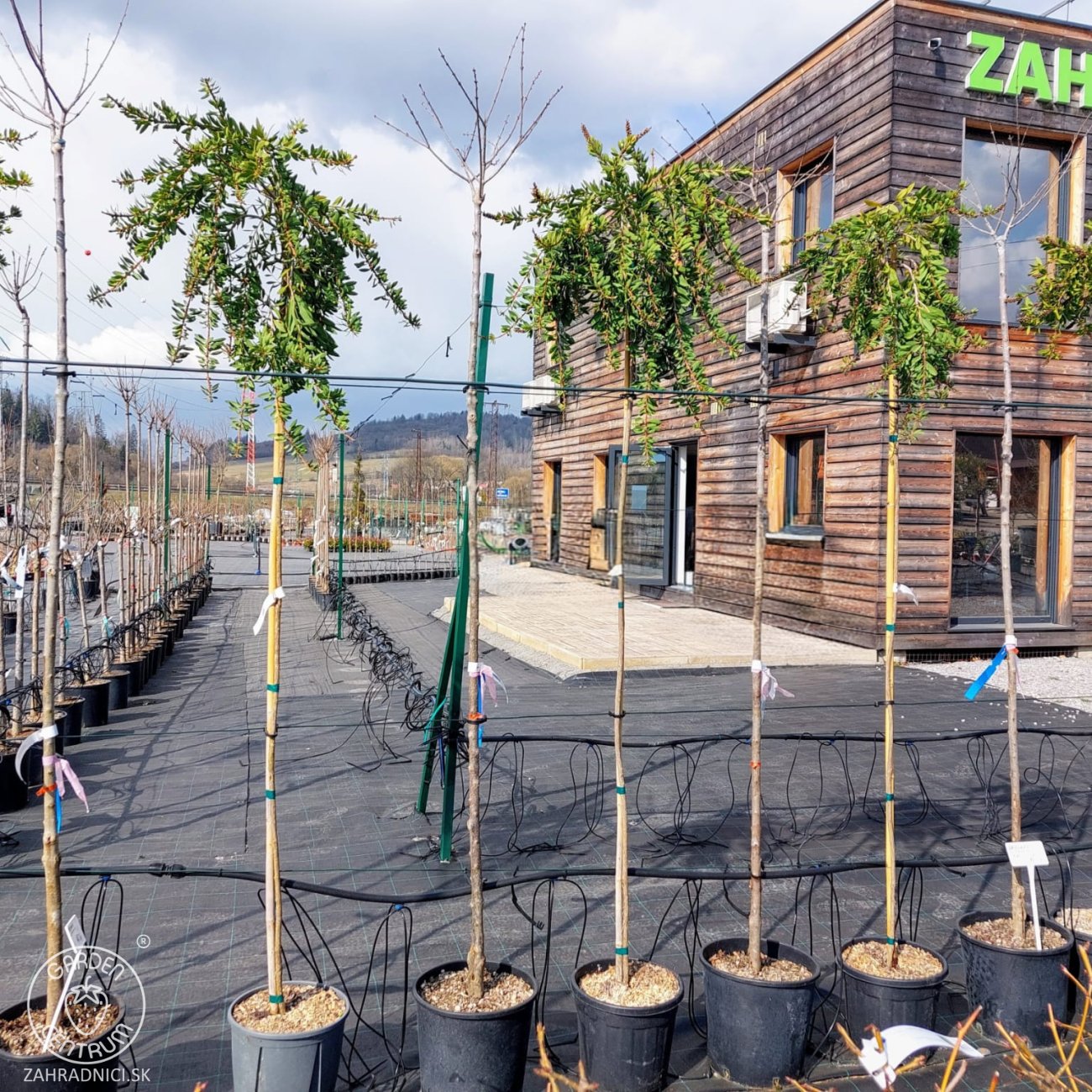 Obrázok Tyčinkovec kopijovitolistý (Callistemon pallidus) ´BIANCO´ PENDULA - výška 200-220 cm, kont. C15L -  NA KMIENKU, biely